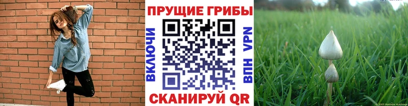 кракен сайт  Мценск  Псилоцибиновые грибы GOLDEN TEACHER 